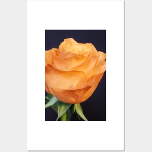 Orange Rose Posters and Art